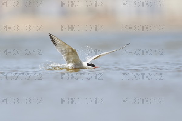 Elegant tern (Thalasseus elegans) flying above the sea, hunting, ebro delta, Catalonia, Spain, Europe