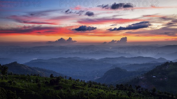 Panorama of sunset in mountains with tea plantations. Munnar, Kerala, India, Asia