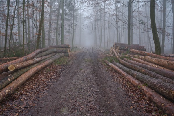 Forest path with logs at foggy morning, Kreuzwertheim, Spessart, Bavaria, Germany, Europe