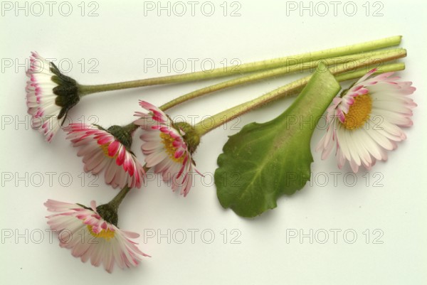 Common daisy (Bellis perennis), medicinal plant, naturopathy classifies the daisy among other things as stimulating the metabolism, expectorant and anti-inflammatory, used e.g. for respiratory and skin diseases as well as injuries. The daisy was named medicinal plant of the year 2017