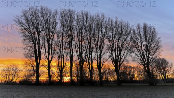 Winter row of trees in the morning glow, Lower Rhine, North Rhine-Westphalia, Germany, Europe