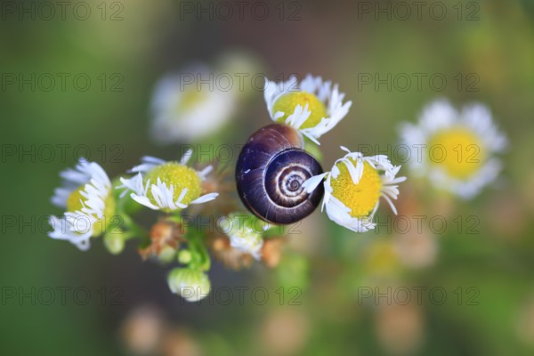 Small snails on a summer meadow, Saxony, Germany, Europe