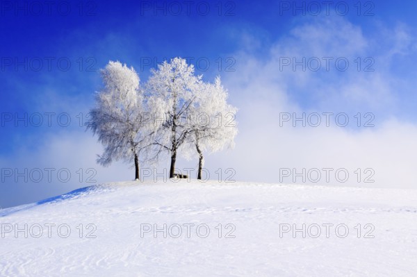 Group of trees covered with hoarfrost, Zurich, Zurich Oberland, Switzerland, Europe