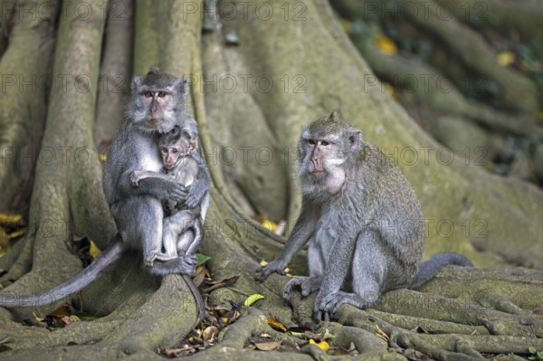 Family of crab-eating macaques (Macaca fascicularis) Balinese long-tailed macaque with juvenile on the island Lombok, Indonesia, Asia