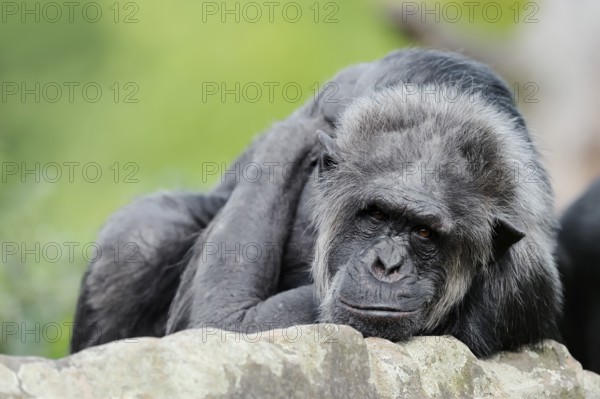 Chimpanzee (Pan troglodytes), male, captive, occurring in Africa, Malaysia, Asia