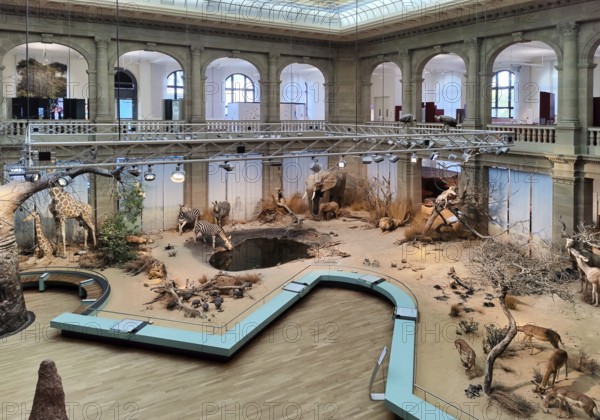 Lichthof Museum Koenig, Natural History Museum and Station Weg der Demokratie, Bonn, North Rhine-Westphalia, Germany, Europe