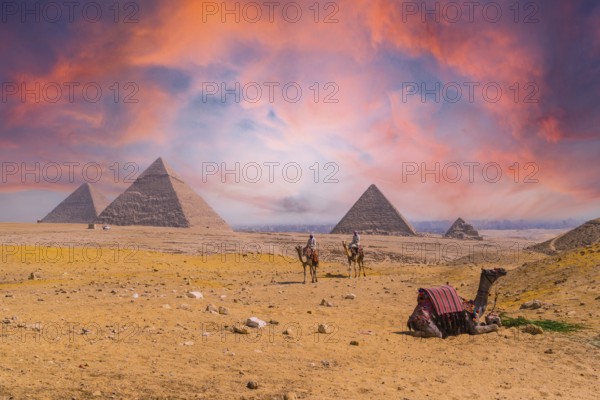 Cairo, Egypt, October 2020: A seated camel and men on camels in the background at the Pyramids of Giza, the oldest funerary monument in the world, Africa