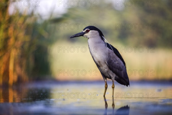 Black crowned night heron (Nycticorax nycticorax) in the water at sunrise, Pusztaszer, Hungary, Europe