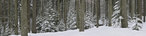 Pines and European Beech (Fagus sylvatica) trees in winter in the snow, Bavarian Forest National Park, Germany, Europe