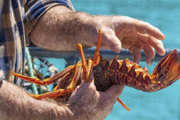 Hummer (Homarus), Bootsfahrt, Akaroa, Banks Peninsula, Canterbury, Neuseeland