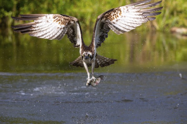 Western osprey (Pandion haliaetus) fishing, Finland, Europe