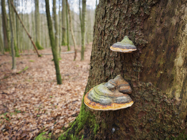 Red Banded Polypore (Fomitopsis pinicola), Switzerland, Europe