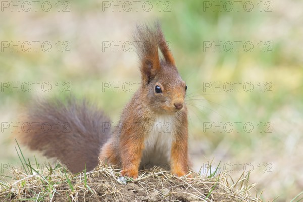 Squirrel (Sciurus vulgaris), dark morph, adult animal, wildlife, animals, mammal, rodent, Siegerland, North Rhine-Westphalia, Germany, Europe