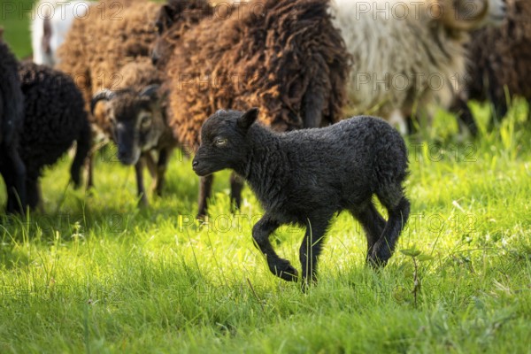 Black lamb running in the meadow, behind it other sheep. Ouessant sheep (Breton dwarf sheep), Germany, Europe