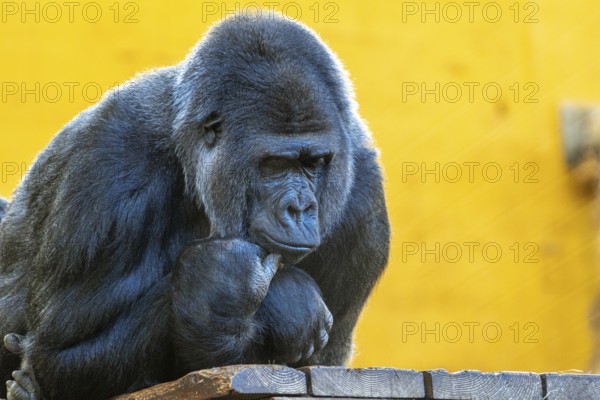 A gorilla is sitting on a ledge and looking at the camera. The scene is set in a zoo, and the gorilla appears to be contemplating something