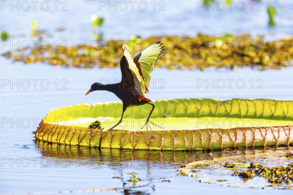Red-fronted leaflet (Jacana jacana) Pantanal Brazil