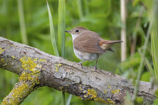Nightingale (Luscinia megarhynchos) Germany