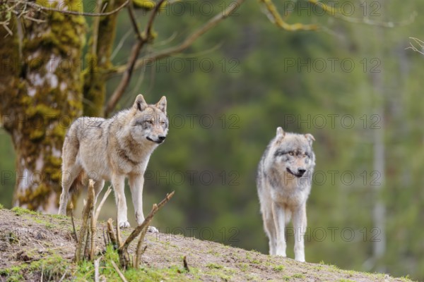 Two grey wolves (Canis lupus lupus) stand on a hill and watch something