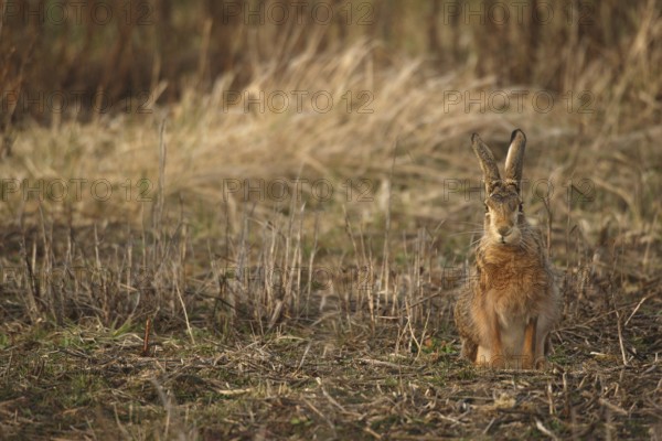 European hare (Lepus europaeus) on fallow land, Lower Austria, Austria, Lower Austria, Austria, Europe