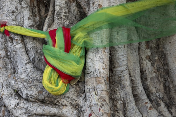 Sacred cloths around the roots of a strangler fig (Ficus religiosa), Bangkok, Thailand, Asia