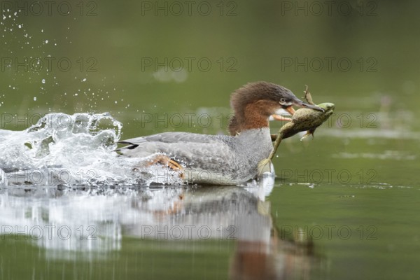 Common merganser. Mergus merganser. A female caught a bull frog and swims fast to escape from a another hungry merganser. Lake Wapizagonke. La Mauricie national park. Province of Québec. Canada