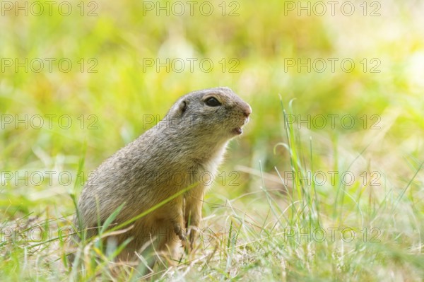 European ground squirrel (Spermophilus citellus) on a meadwo, Bavaria, Germany, Europe