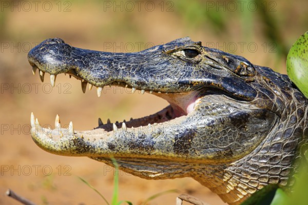 Spectacled caiman (Caiman crocodilius) Panatanal Brazil