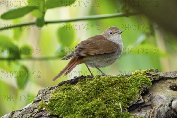 Nightingale (Luscinia megarhynchos) Germany