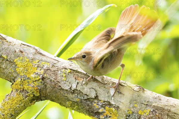 Nightingale (Luscinia megarhynchos) Germany