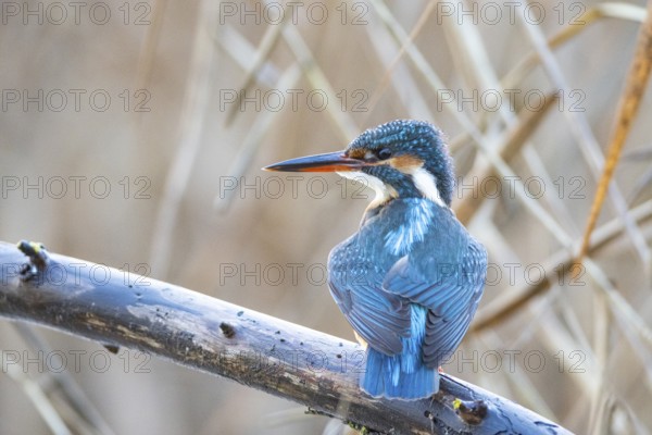 Kingfisher (Alcedo atthis) wbl Germany