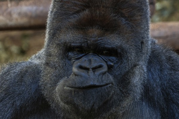 A large black gorilla with a big nose and a smile on its face. Concept of curiosity and playfulness