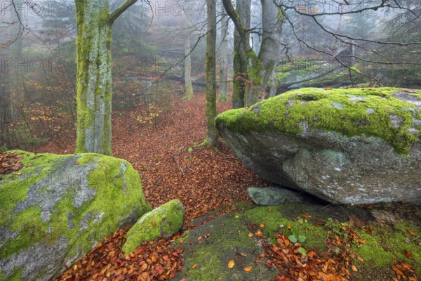 Foggy forest with large moss-covered boulders in autumn, Großer Waldstein, Fichtelgebirge, Upper Franconia, Franconia, Bavaria, Germany, Europe