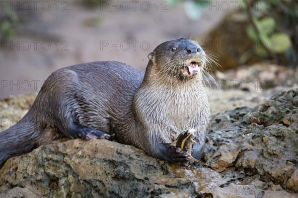 Southern river otter (Lontra longicaudis) Pantanal Brazil