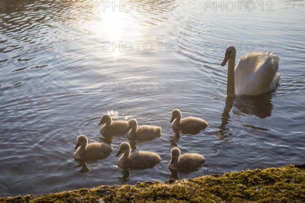 Mute swan (Cygnus olor) with 6 chicks, Horkaer Teich, Bischofswerda, Saxony, Germany, Europe