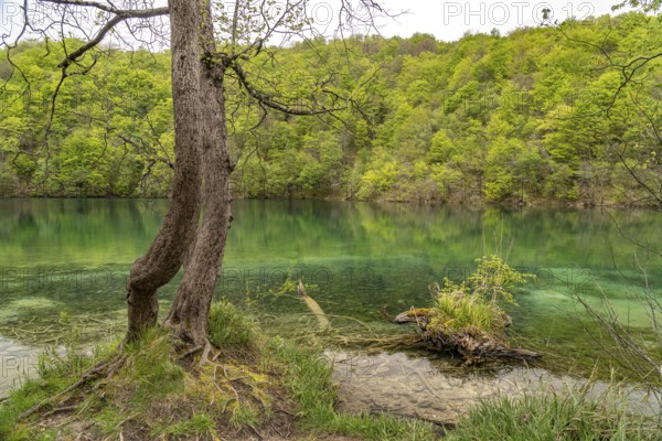 Lake in Plitvice Lakes National Park, Croatia, Europe