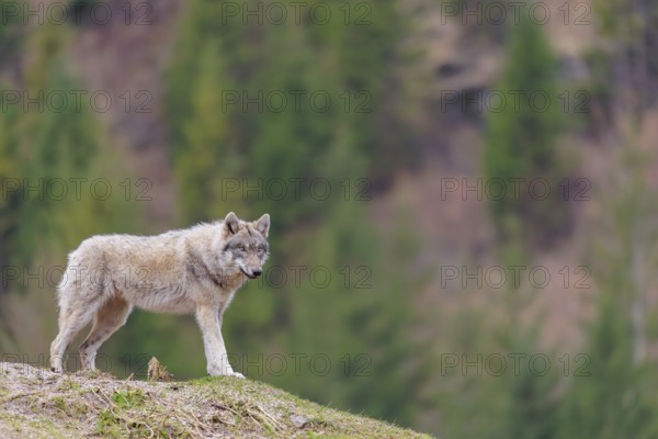 A grey wolf (Canis lupus lupus) stands on a hill on a cloudy day. A forest can be seen in the background