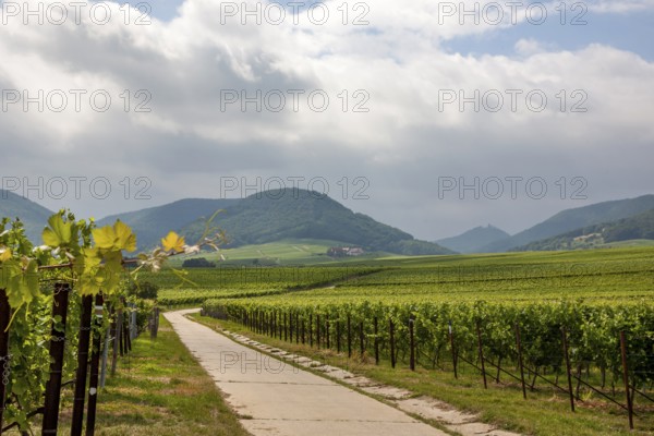 A picturesque vineyard with a road winding through green hills, the Palatinate Forest in the background, Southern Palatinate, Palatinate, Rhineland-Palatinate, Germany, Europe