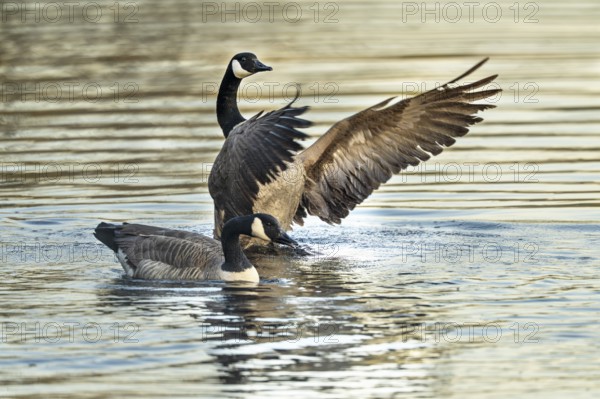 Canada goose (Branta canadensis), Vulkaneifel, Rhineland-Palatinate, Germany, Europe
