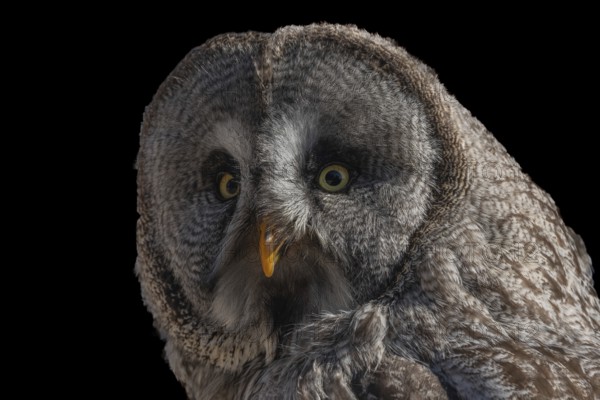 Great Grey Owl (Strix nebulosa) portrait. Captive raptor show. Kintzheim, Bas rhin, Alsace, France, Europe