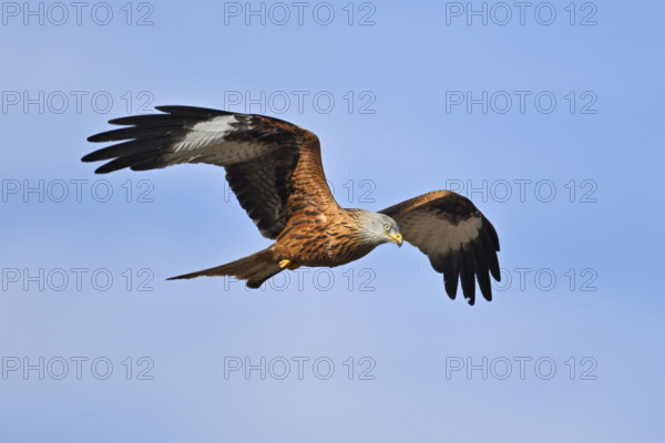 Red Kite, Red Kite, Montagu's Harrier, Montagu's Harrier (Milvus milvus), in flight, Canton Aargau, Switzerland, Europe