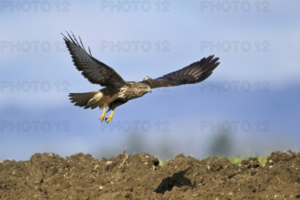 Common buzzard (Buteo buteo), flying over a field, Canton Aargau, Switzerland, Europe
