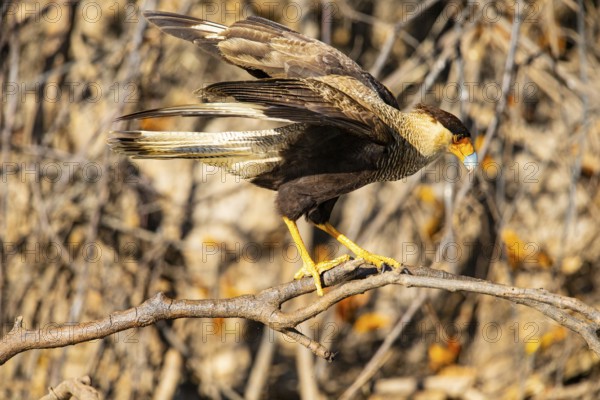Crested caracara (Polyborus plancus) Pantanal Brazil