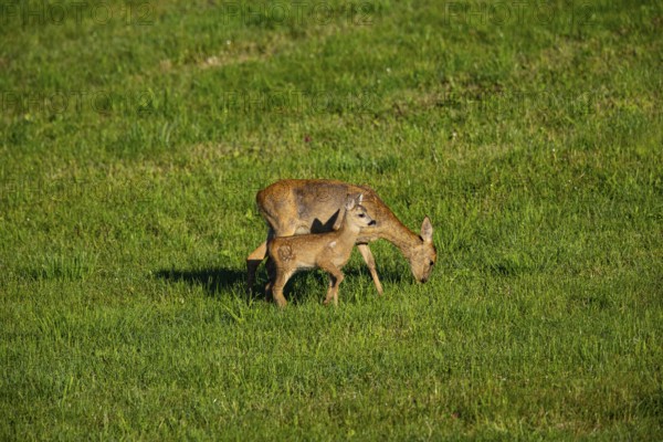 Roe deer (Capreolus capreolus) doe with fawn Germany
