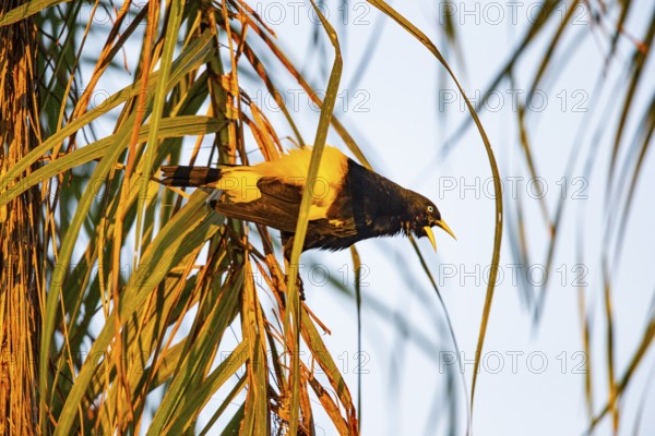 Yellow-rumped cacique (Cacicus cela) Pantanal Brazil
