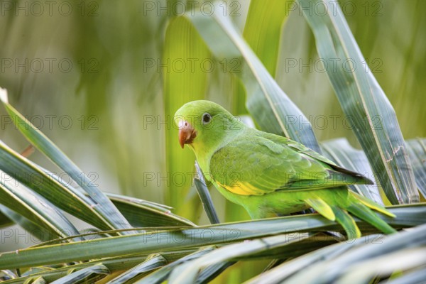 Yellow-winged Parakeet (Brotogeris chiriri) Pantanal Brazil