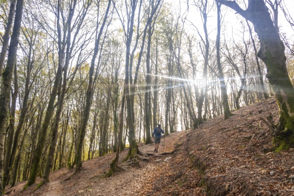 Hiker is climbing a steep path in a beech forest in the aiako harria natural park on a sunny autumn day
