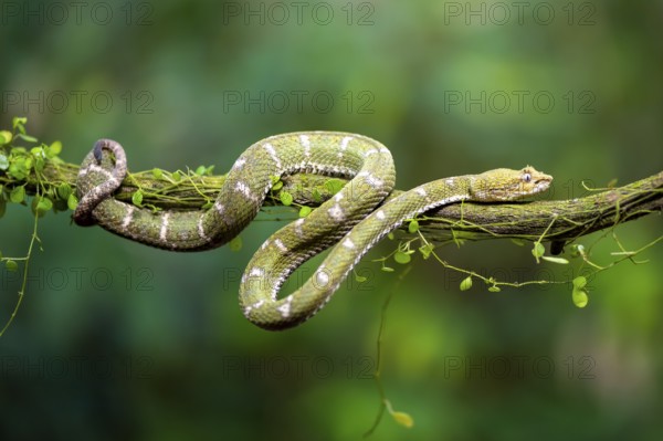 Griffin-tailed lance adder (Bothriechis schlegelii), green variety, sitting on a branch, Heredia province, Costa Rica, Central America