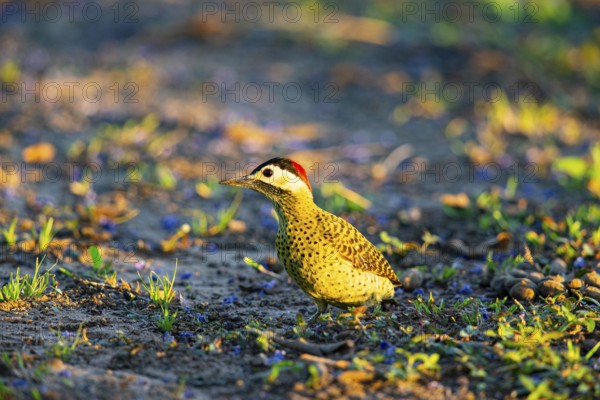 Green-banded Woodpecker (Colaptes melanochlorus) Pantanal Brazil