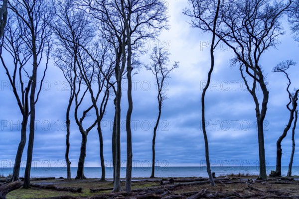 Ghost forest on the beach at the Baltic seaside resort of Nienhagen, Mecklenburg-Vorpommern, Germany, Europe