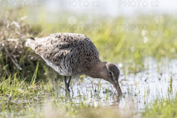 Black-tailed godwit (Limosa limosa), Lower Saxony, Germany, Europe